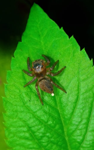 Adanson's House Jumper