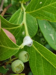 Clastoptera saintcyri