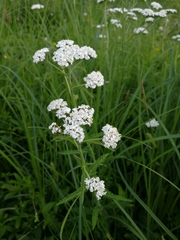 Achillea millefolium