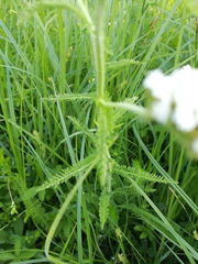Achillea millefolium