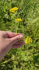 Sisymbrium loeselii