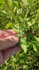 Sisymbrium loeselii