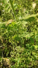 Sisymbrium loeselii
