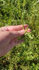 Sisymbrium loeselii