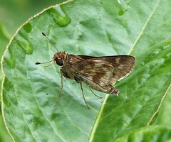 Cobalopsis cocalus