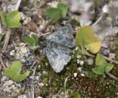 Metaxmeste phrygialis