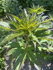 Hibiscus laevis