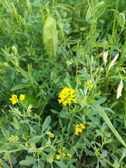 Medicago falcata