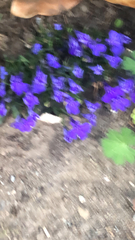 Lobelia erinus