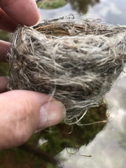 Cistothorus stellaris