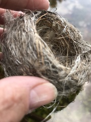 Cistothorus stellaris