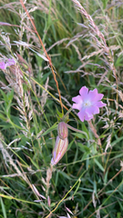 Melandrium