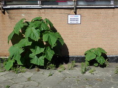 Paulownia tomentosa