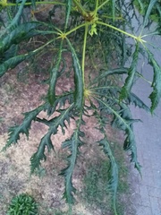 Aesculus hippocastanum