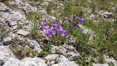 Campanula sibirica taurica
