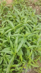Persicaria