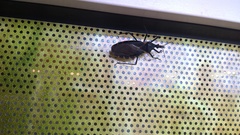 Triatoma
