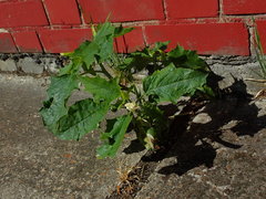 Datura stramonium