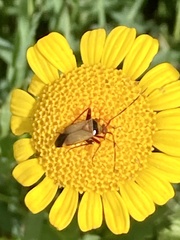 Adelphocoris vandalicus