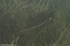 Leptoscarus vaigiensis