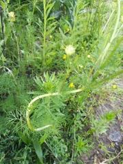 Tripleurospermum inodorum