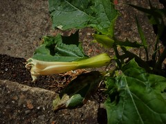 Datura stramonium