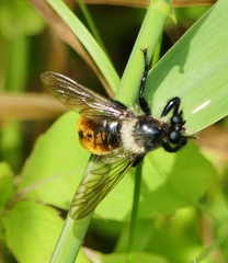 Laphria janus