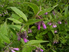 Symphytum × uplandicum