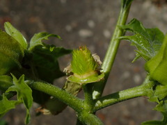 Datura stramonium