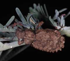 Acantholophus planicollis