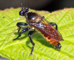 Laphria janus