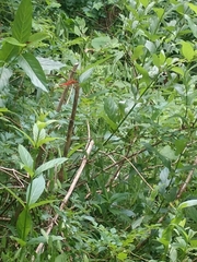 Libellula croceipennis