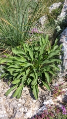 Cephalaria coriacea