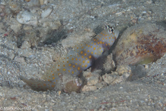 Amblyeleotris guttata