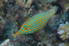 Longnose Filefish - Photo (c) Mark Rosenstein, some rights reserved (CC BY-NC), uploaded by Mark Rosenstein