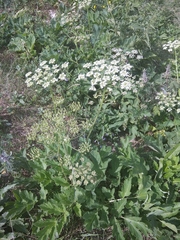 Heracleum grandiflorum
