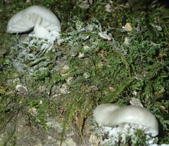 Campanella capensis