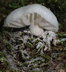 Campanella capensis