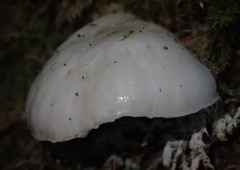 Campanella capensis