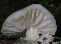 Campanella capensis