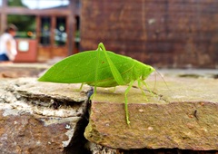 Phylloptera fosteri