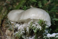 Campanella capensis
