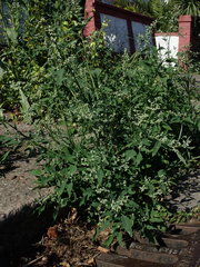Chenopodium album