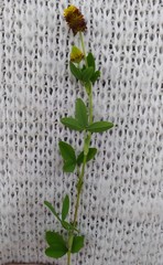 Trifolium spadiceum