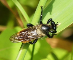 Laphria janus