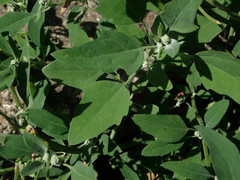 Chenopodium album