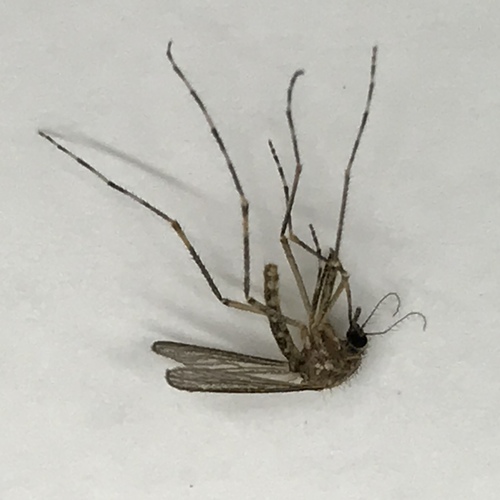 Cattail Mosquito photo 5