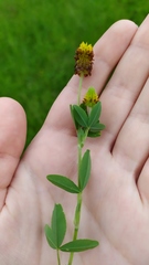 Trifolium spadiceum