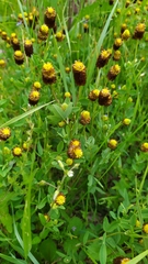 Trifolium spadiceum