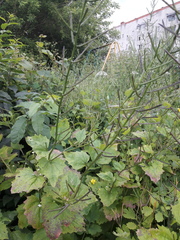 Alliaria petiolata